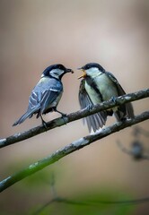 Two Songbirds Interacting on Branch in Woodland Scene Captured with 800mm Telephoto Lens