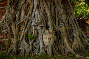 The head of a sandstone Buddha statue nestled in the tree roots in Thailand's Ayuddhaya Historic City. Ayutthaya World Heritage.