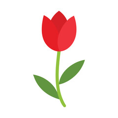 red tulip isolated on white background