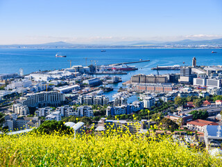 Aerial view of V&A Waterfront from Signal Hill with yellow flowers, Cape Town, South Africa