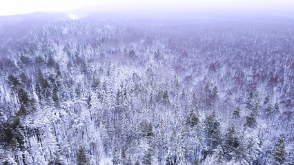 Landscape of nature in a snowy forest, aero photo, top view of a forest in winter