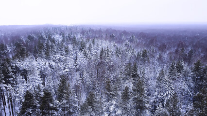 Landscape of nature in a snowy forest, aero photo, top view of a forest in winter