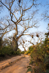 Obraz premium Remote and wild Impenetrable National Park in northern Argentina.