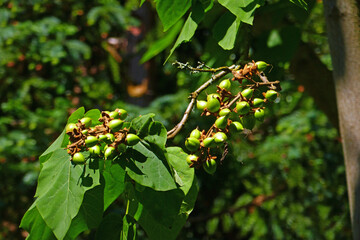 holzige Kapselfr&uuml;chte eines Blauglockenbaums