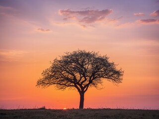 Silhouette of a Lone Tree at Sunset, Bathed in Warm, Pastel Colors, A Peaceful Scene.