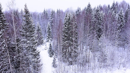 Landscape of nature in a snowy forest, aero photo, top view of a forest in winter
