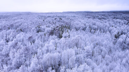 Landscape of nature in a snowy forest, aero photo, top view of a forest in winter