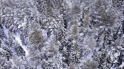 Landscape of nature in a snowy forest, aero photo, top view of a forest in winter