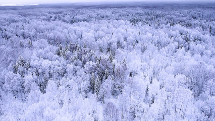 Landscape of nature in a snowy forest, aero photo, top view of a forest in winter