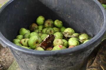Green organic apples freshly picked from the garden, collected in a bucket. Healthy and natural fruit harvest.