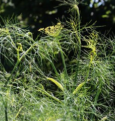 blossoming Foeniculum Vulgare plant - Umbekliferae Family in a garden