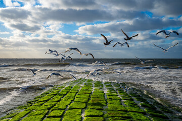 Herring gulls (Larus argentatus) take off simultaneously from a green-covered breakwater on the beach of the popular holiday island Norderney in Wadden Sea National Park. Fascinating marine wildlife.