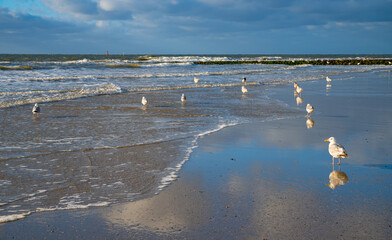 Herring gulls (Larus argentatus) wade on the sandy beach of Norderney (Germany) at low tide. The large birds of prey are reflected in the wet sand on a sunny summer day on the popular vacation island.