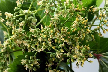 small flowers of climbing plant Parthenocissus quinquefolia,
