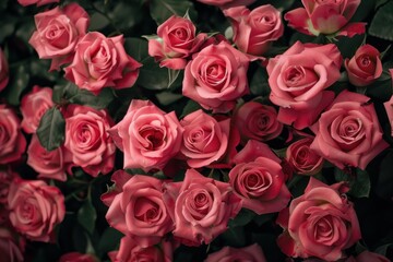 Fototapeta premium Beautiful pink roses creating a stunning floral background, perfect for romantic or celebratory themes
