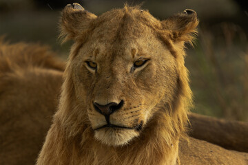 Portrait of a lion at Masai Mara, Kenya