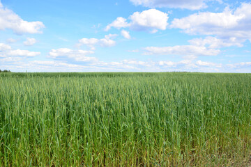 Vast Field of Green Wheat Under a Blue Sky with fluffy clouds summer background