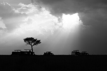 MASAI MARA, KEYNA-JUNE 23: Tourist vehicles near a tree watching male lions resting on 23 June, 2025.
