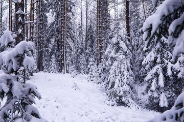 The forest is covered with snow. Frost and snowfall in the park. Winter snowy frosty landscape.
