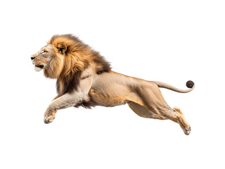 A lion leaping in a dynamic side profile