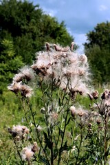 thistle wild plant with fluffy blow-balls in august