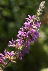 Obraz premium Purple loosestrife - Lythrum Salicaria plany blooming