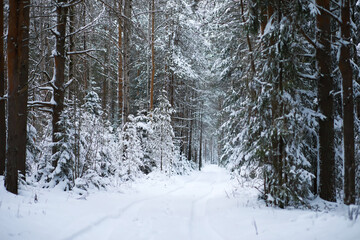 Winter snowy frosty landscape. The forest is covered with snow. Frost and fog in the park.