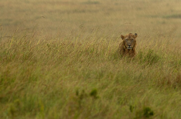 Portrait of a male lion in rain at Masai Mara grassland, Kenya