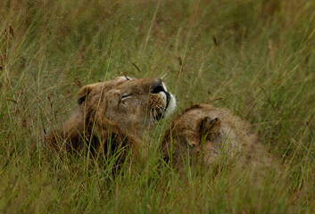 Male lion shaking its head to remove water during rain, Masai Mara, Kenya