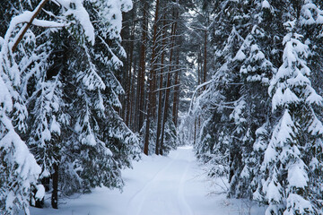 Winter snowy frosty landscape. The forest is covered with snow. Frost and fog in the park.
