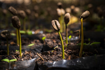 Germination of seeds of the Colombian coffee crop plant. Germinación de semillas de la planta del...