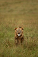 A alert male lion walking in the grassland at Masai Mara, Kenya