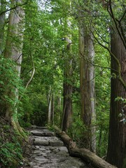 Ancient Stone Path Through Pristine Forest in Hangzhou - Nature Adventure Trail for Outdoor Enthusiasts Exploring Green Woodland Dream Destination