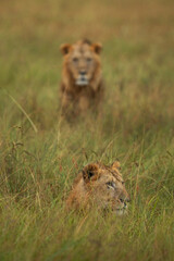 Selective focus on front lion at Masai Mara, Kenya