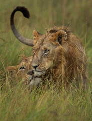A pair of lions seperated form Rongai pride cuddling each other at Masai Mara, Kenya