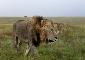 Portrait of a male lion drenched in rain water, Masai Mara, Kenya