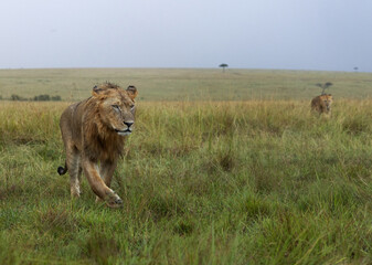 Portrait of a male lion walkig on green, Masai Mara, Kenya