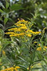 Yellow flowers of Solidago canadensis wild plants close up