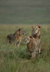 Male lions alert and observing the movement of a herd of buffalo in rain at Masai Mara, Kenya