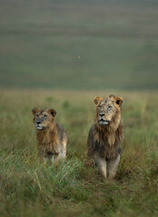 Closeup of Lions alert and seeing in one direction at Masai Mara, Kenya