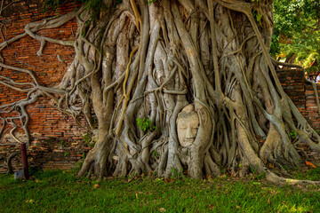 The head of a sandstone Buddha statue nestled in the tree roots in Thailand's Ayuddhaya Historic City. Ayutthaya World Heritage.