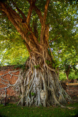 The head of a sandstone Buddha statue nestled in the tree roots in Thailand's Ayuddhaya Historic City. Ayutthaya World Heritage.