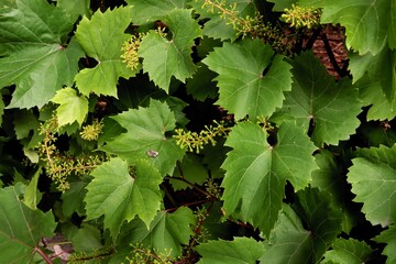green vine leaves and growing clusters of fruits