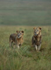 A pair of lions alert and seeing in one direction at Masai Mara, Kenya
