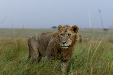 Closeup of a male lion drenched in rain water, Masai Mara, Kenya
