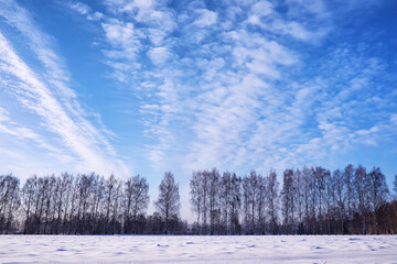 The forest is covered with snow. Frost and snowfall in the park. Winter snowy frosty landscape.