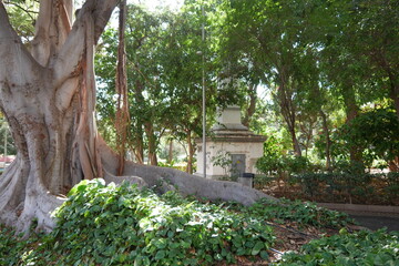 Tropischer Baum im Stadtpark Parque García Sanabria Sanabriapark in Santa Cruz de Teneriffe auf...