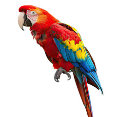 Obraz premium and keyword list based on the image.. Scarlet Macaw Bird Perching Naturally in Tropical Rainforest Environment.