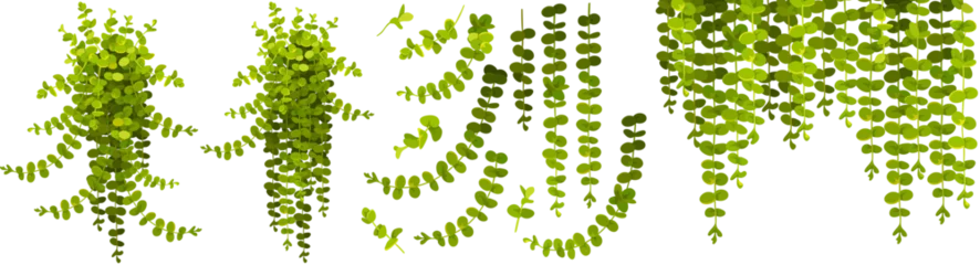 Set of creeper coin loosestrife, nummularia. Isolated cartoon vector moneywort in style of provence. Medicinal and ornamental plant. Vector objects for computer games. © valadzionakvolha