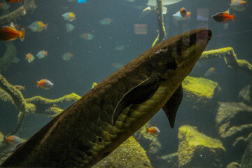 closeup of a brownish catfish swimming in its aquarium together with other orange and blue fish